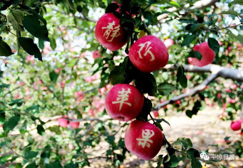 我们这十年丨高质量发展之静宁苹果篇:产业转型育新"果"_腾讯新闻