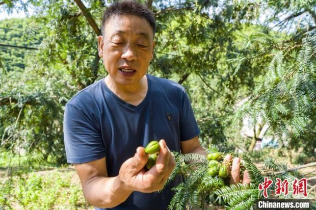 一颗香榧树收入过万元 浙江宁海榧农“硕果累累”庆丰收