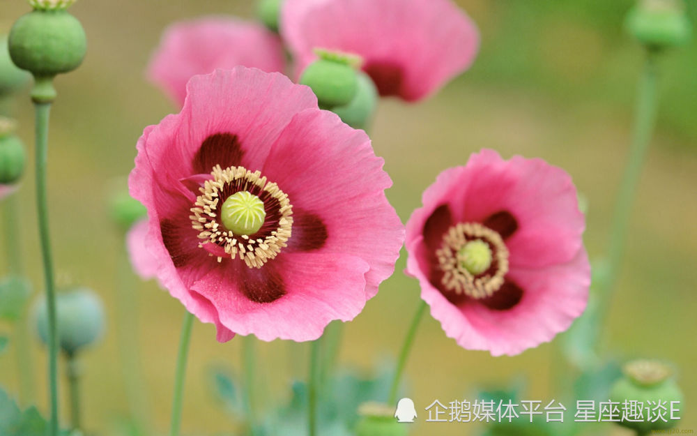 9月1日 30日星座运势 开阔眼界 劳逸结合的四大星座 腾讯新闻