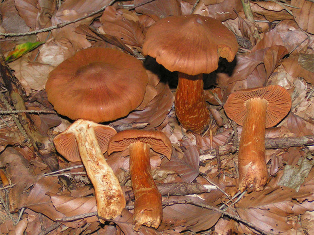 蘑菇都有哪些品种图片图片