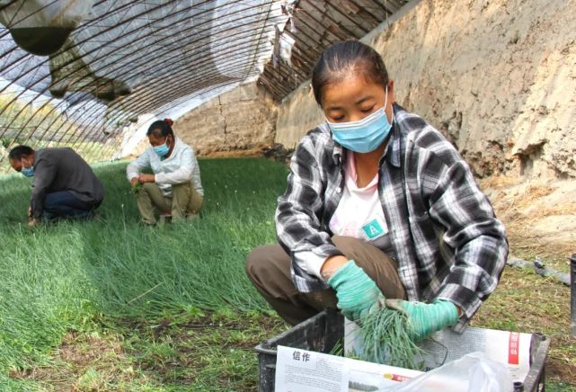 接到求助后,8月31日上午,记者来到王开平的沙葱大棚,看到一行行沙葱