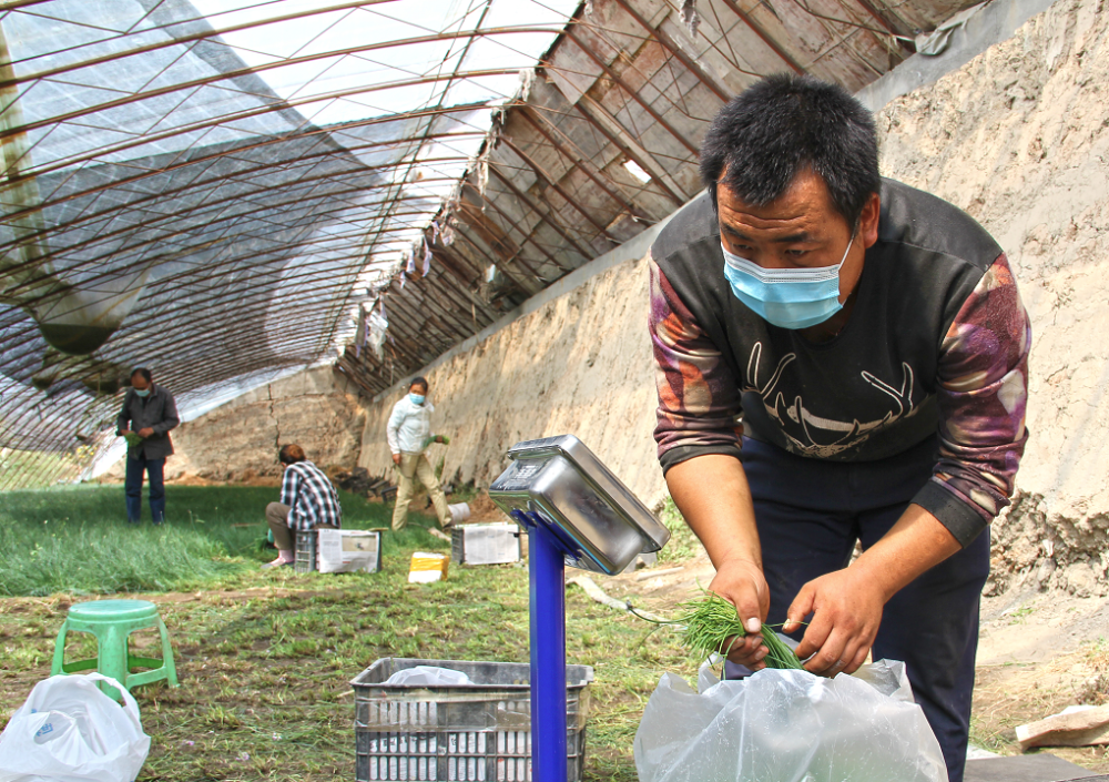 "接到求助后,8月31日上午,记者来到王开平的沙葱大棚,看到一行行沙葱