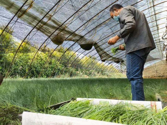 "接到求助后,8月31日上午,记者来到王开平的沙葱大棚,看到一行行沙葱