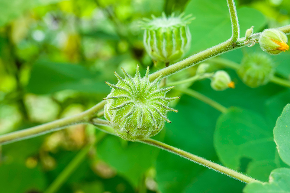 苘麻丨峡河西流去