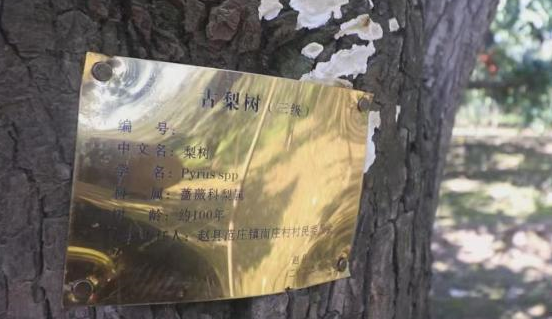 千年古县河北赵县古树群里 275株百年老梨树有了“身份证”_腾讯新闻