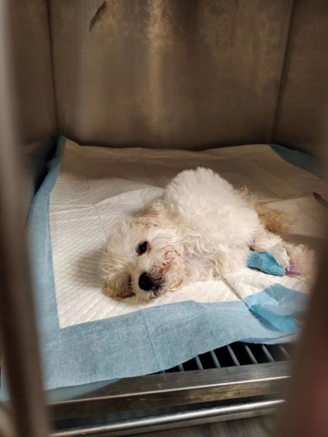 宠物狗买回家一周就病死?深圳这家宠物店被立案调查