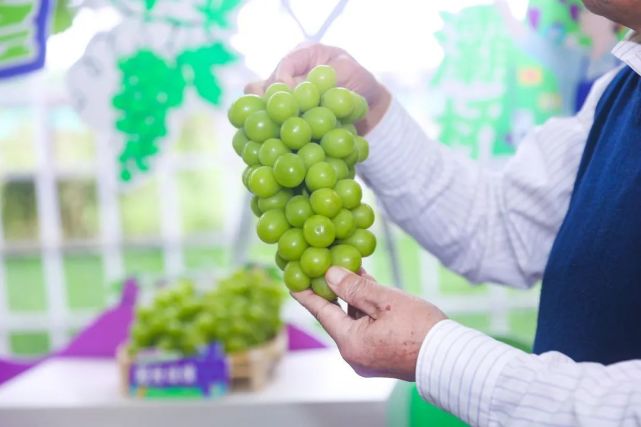 葡萄云品鉴 共赴甜蜜盛宴:2022灞桥葡萄云品鉴直播推广活动成功举办