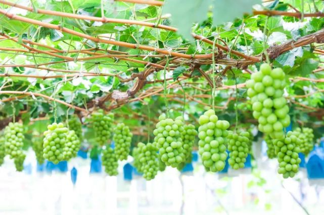 葡萄云品鉴 共赴甜蜜盛宴:2022灞桥葡萄云品鉴直播推广活动成功举办