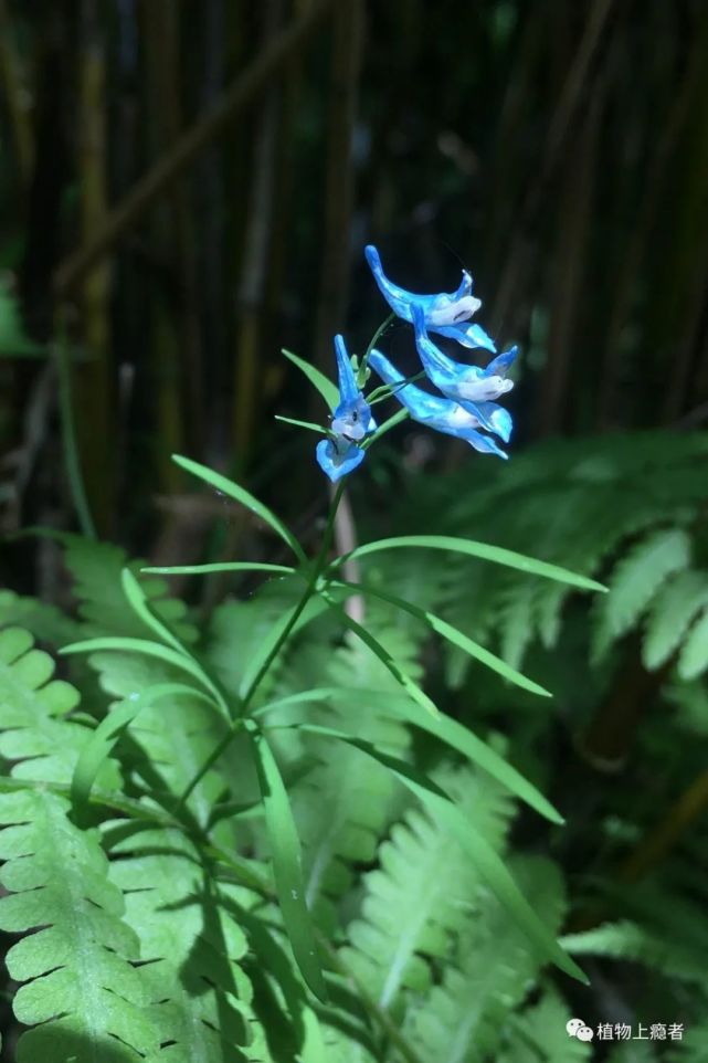 秦岭火地塘夏花图鉴(八:紫堇