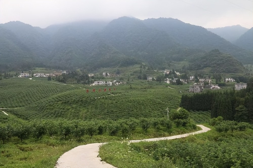 泸州古蔺县箭竹苗族乡花椒香里说丰年听取歌声一片