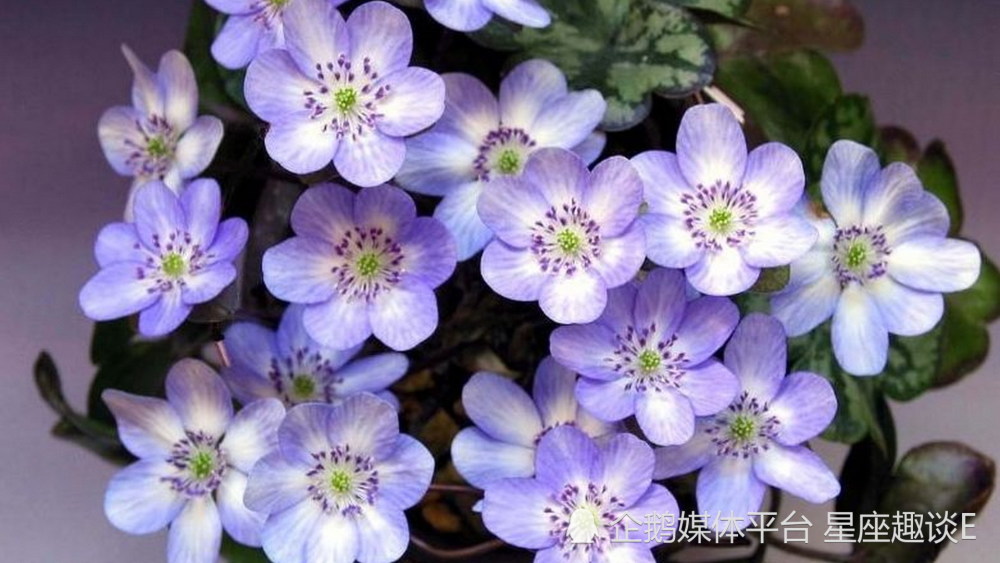 9月2日星座运势 通观全局 和睦相处的四大星座 腾讯新闻