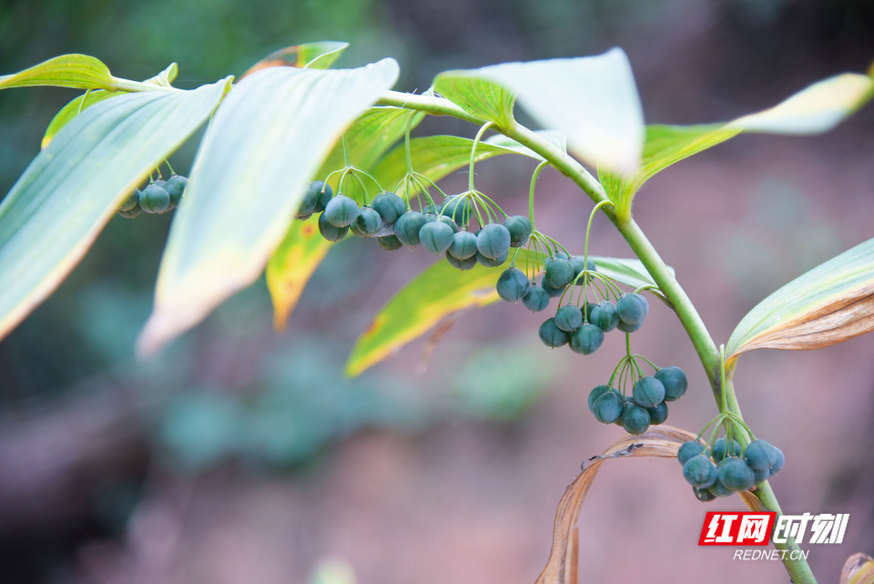 湖南南岳:千亩黄精结出"致富果"_腾讯新闻
