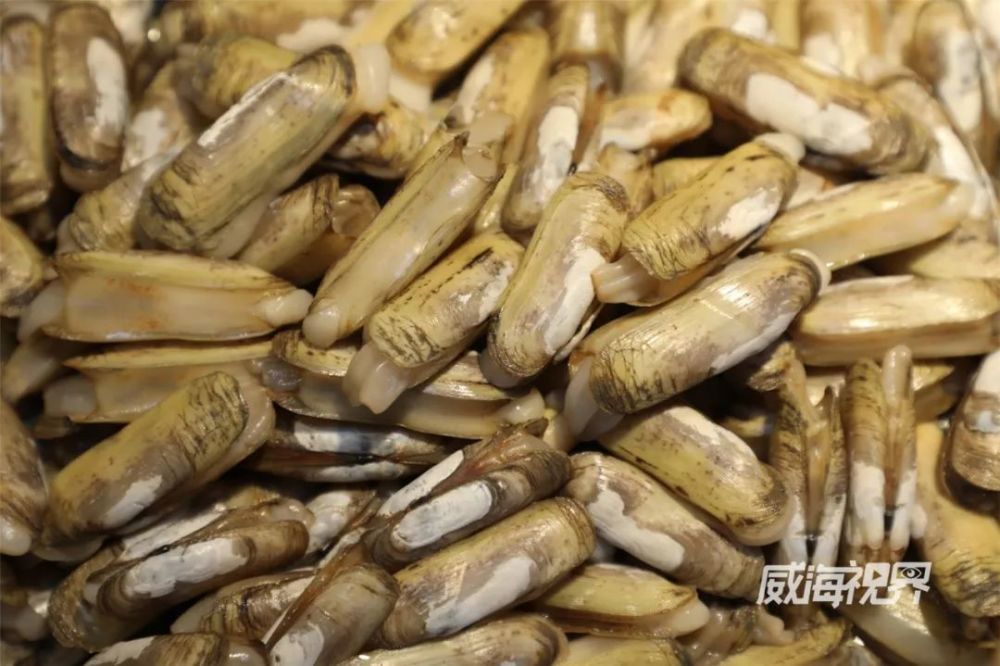 时价:14-15元/斤螠蛏吃就完了嗯脑补了武侠剧里的很多词汇"鹰爪"而是