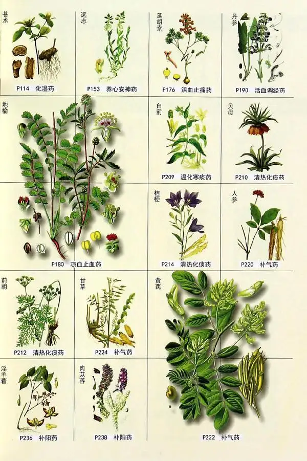 本草纲目所有草药图片图片