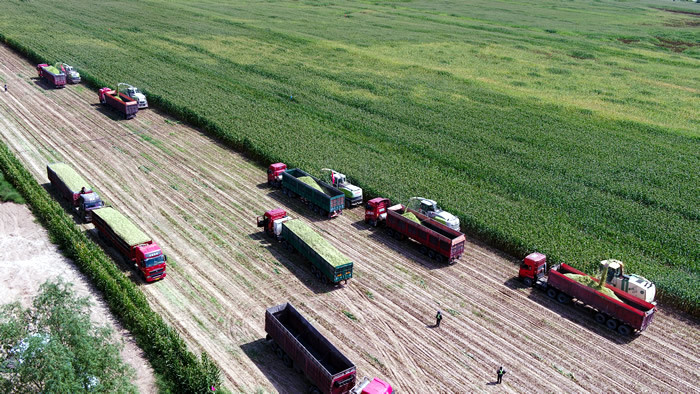 宁夏农垦前进农场2万亩青贮玉米开镰收割_腾讯新闻