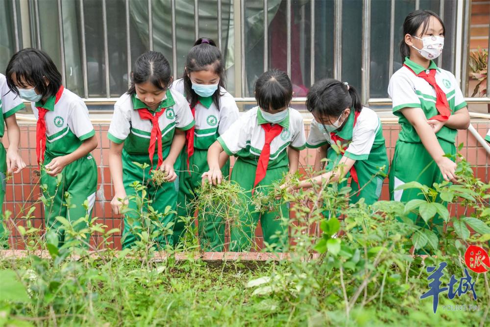 南塘大街小學學生們在小茶園實踐田中除草廣州南方學院番禺附屬小學