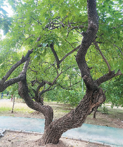 古桑树焕发勃勃生机