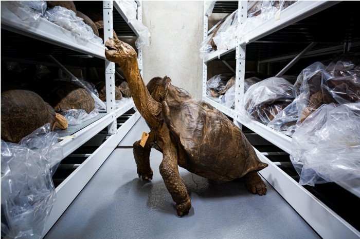 耶鲁科学家发现一只孤独的巨龟：该物种最后一次出现是100多年前