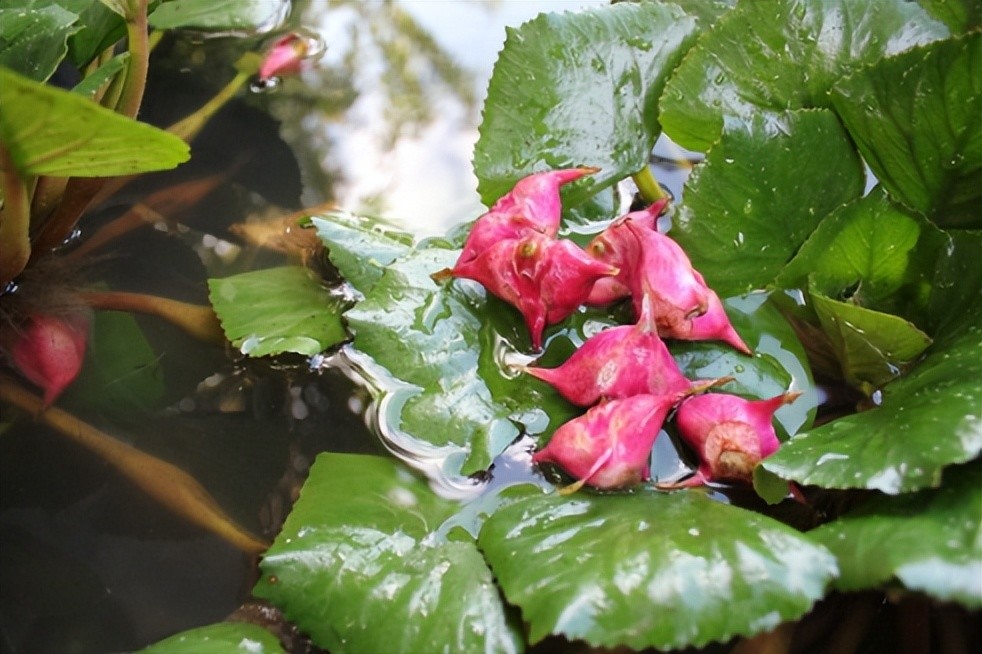 色艳,壳薄,鲜嫩,肉厚,微甜作为水八仙之一,水红菱壳软薄而水分多,肉质