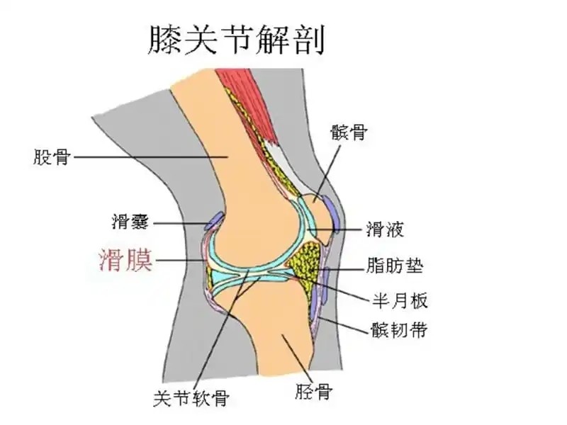 膝盖疼图片结构图图片
