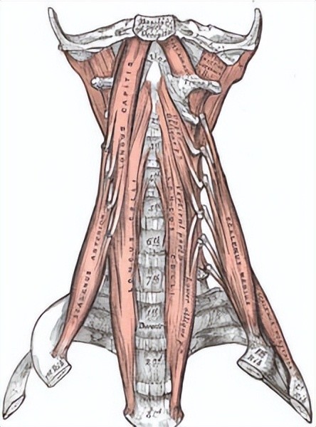 一,頸深屈肌的基本解剖比如對於上交叉綜合徵的人群來說,他們的上