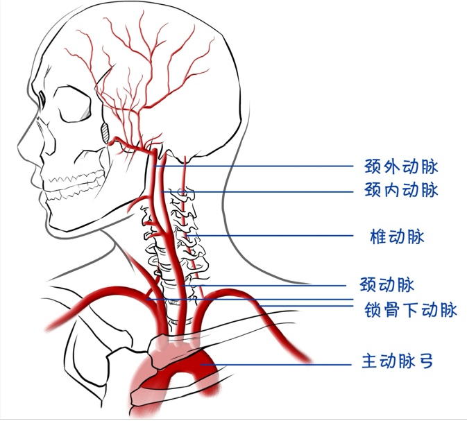 耳后动脉位置图片图片