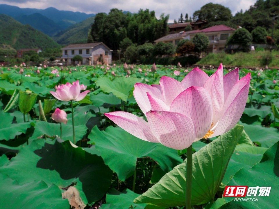 "湘村振兴"故事多丨浏阳市张坊镇:乡村蝶变铺展振兴新画卷_腾讯新闻
