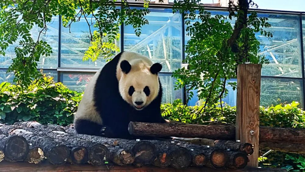 北京大熊貓公園,要來了!_騰訊新聞