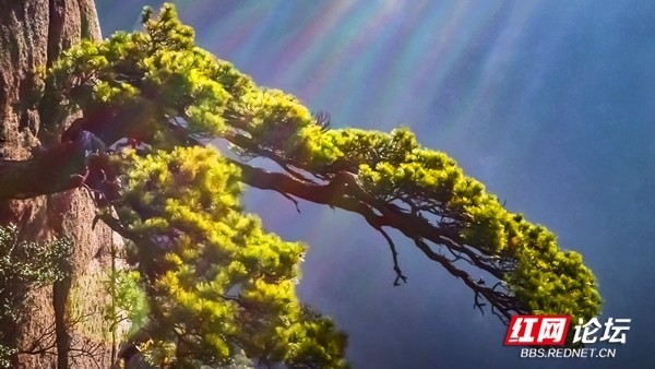 三清山的松树非常有特色,它们多生长在悬崖峭壁,山顶岩石上,扎根在