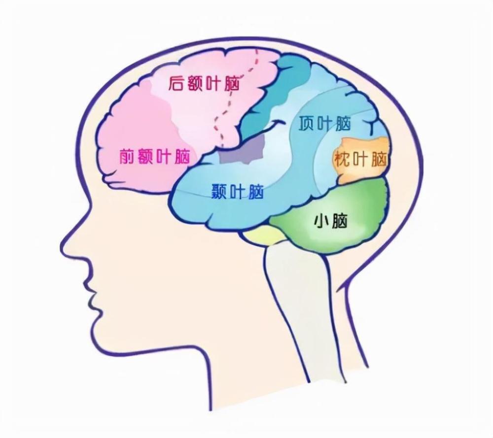 人的额叶区掌控高级思维和控制力,因此,孩子相较于成人的控制力也会更