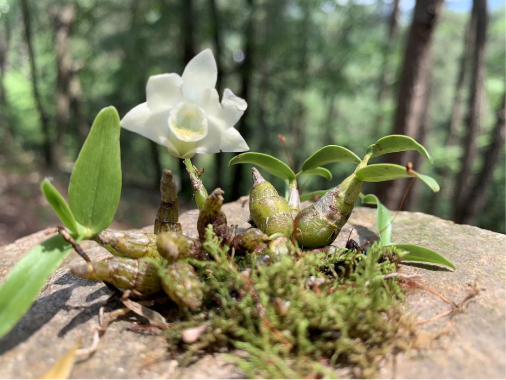 跟着非遗游六安|中华瑰宝,霍山石斛