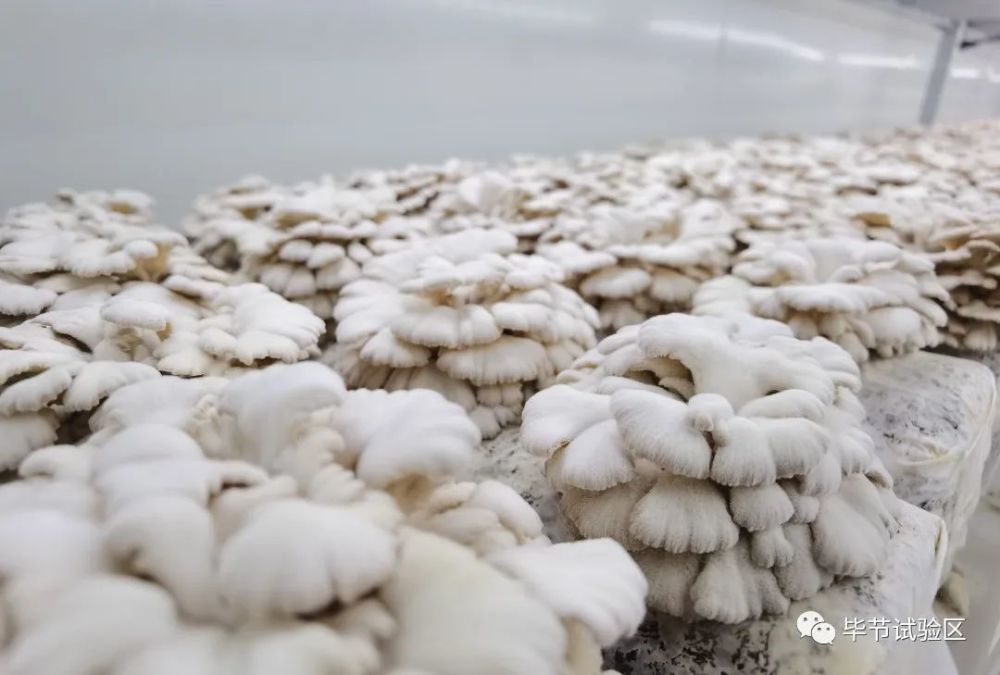 毕节人,这里的白参菌你吃过没?_腾讯新闻