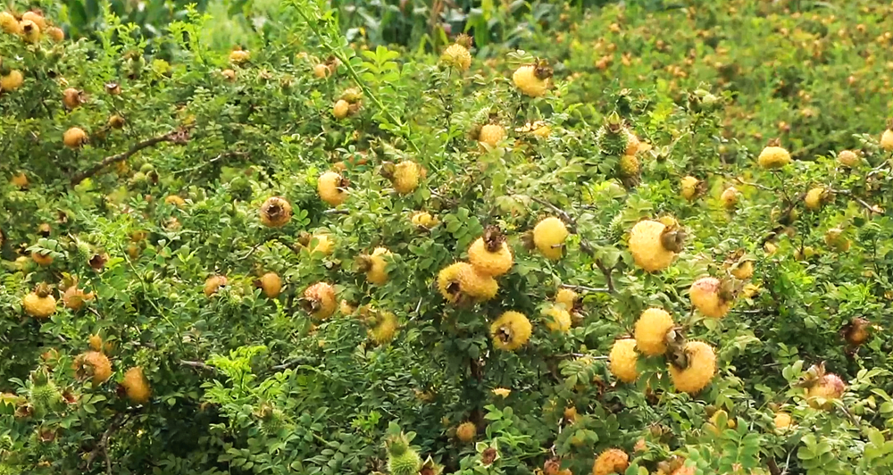 贵州独山:刺梨黄 丰收忙 群众乐