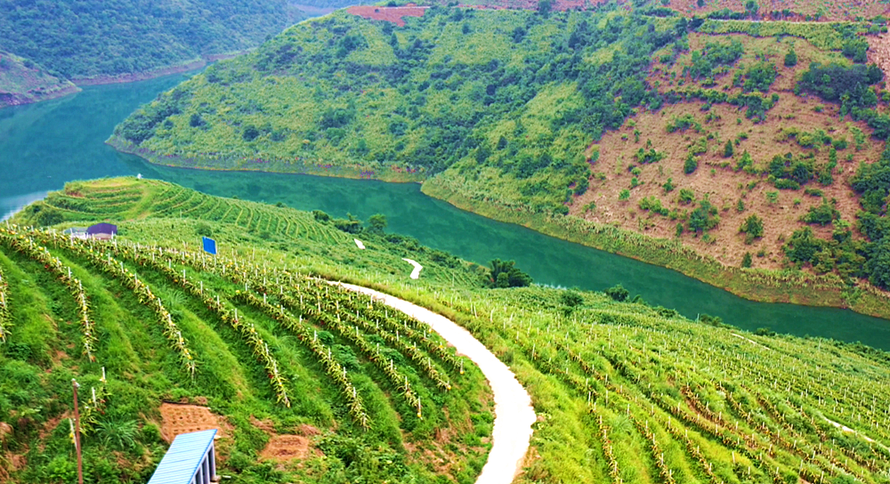 罗甸县罗悃镇布乃村贵州康养天下火龙果种植基地这几年通过采取有机