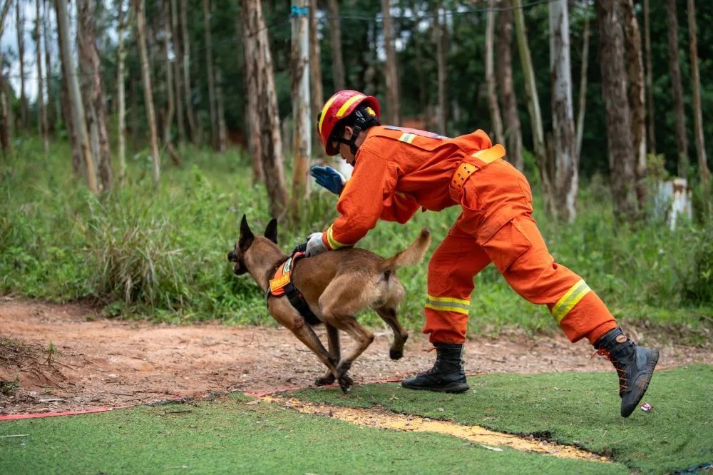 西岭搜救犬图片