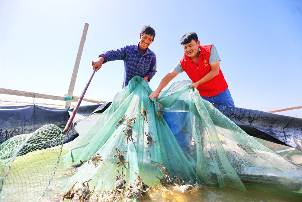库车市:天山雪蟹新鲜上市_腾讯新闻