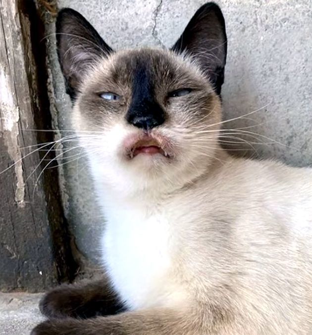 志愿者给流浪猫喂食,看到一只噘着嘴的斗鸡眼丑猫:这是天生的吗