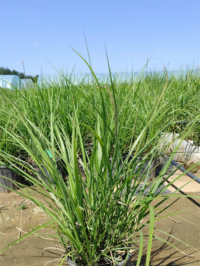 纤序芒-北京北方常绿基地纤序芒为禾本科芒属多年生