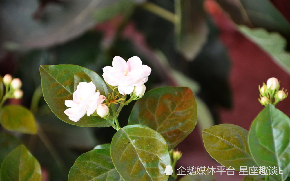 9月6日 12日星座运势 大展身手 满载而归的四大星座 腾讯新闻