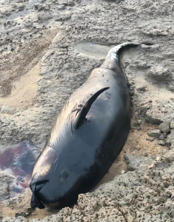 驴友在鄱阳湖滩发现江豚尸体当地：今年多头江豚死亡，干旱影响明显