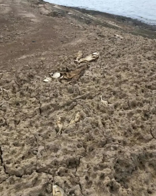 驴友在鄱阳湖滩发现江豚尸体当地：今年多头江豚死亡，干旱影响明显