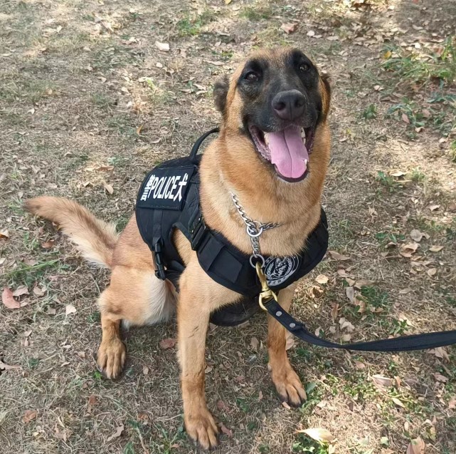 上海首批退役警犬开放领养领养家庭需每3个月接受一次回访