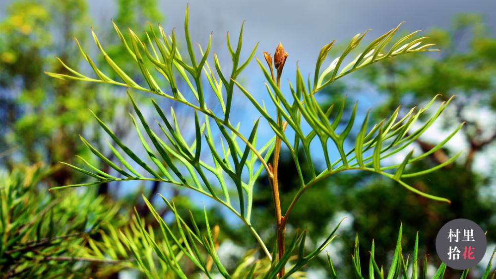 哥顿银桦那些大型的肥胖试管刷还在营业中