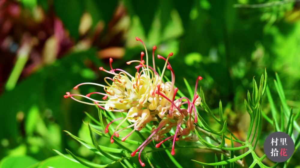 哥顿银桦那些大型的肥胖试管刷还在营业中