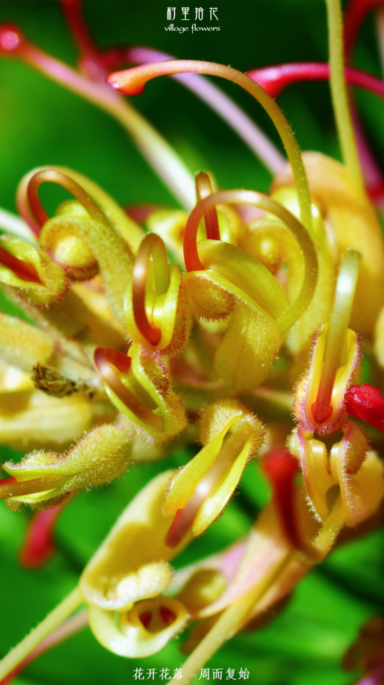 哥顿银桦那些大型的肥胖试管刷还在营业中