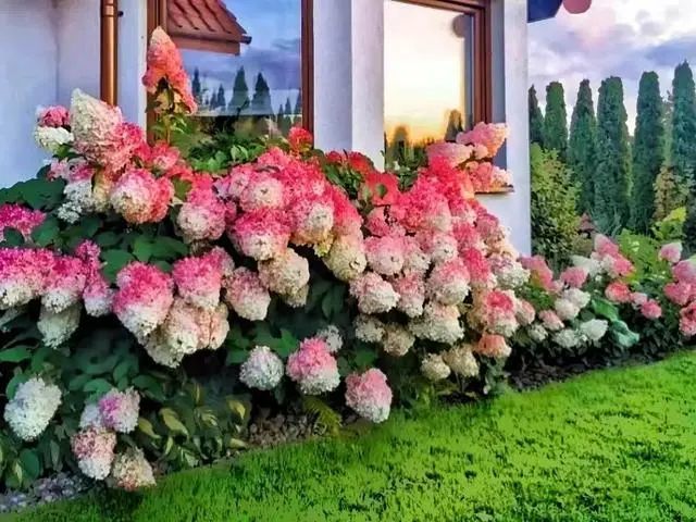 东北网友院里养的花太美了 等我有 豪宅 也要养 其他花草不配 腾讯新闻