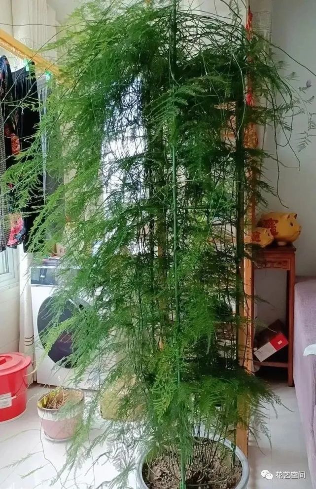 其实文竹还是一种攀援性植物,若是想要枝条随意生长,可以搭架也可以把