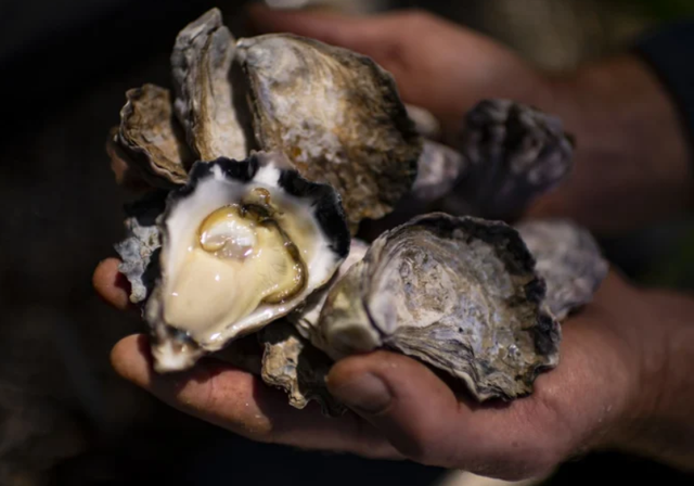 悉尼死生蚝堆积如山,养殖户难以生存,节日供货遇阻