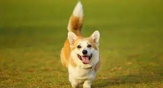 柯基是否要短尾断尾到底是好是坏其实断尾背后大有学问