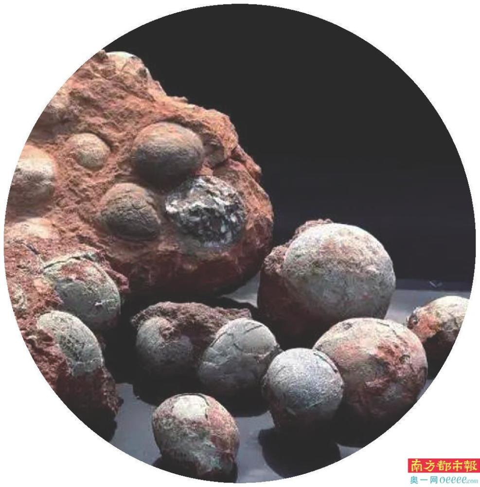 "中华恐龙之乡"河源 新发现恐龙蛋化石属种_腾讯新闻